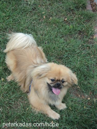 hope Erkek Pekingese