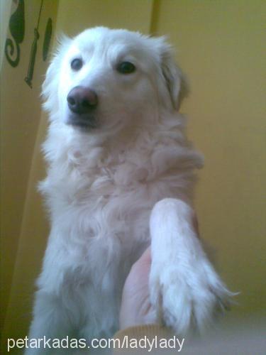 lolita Dişi Samoyed