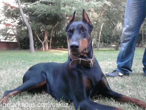 maya Dişi Doberman Pinscher