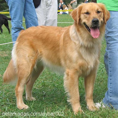 rotİ Erkek Golden Retriever