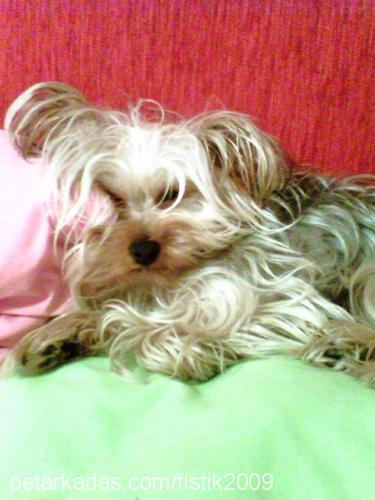 fıstık Dişi Yorkshire Terrier