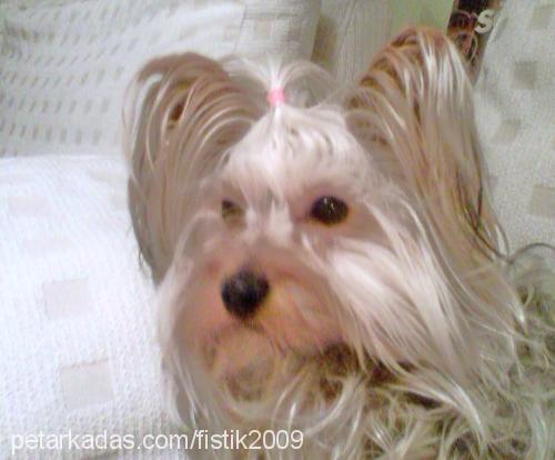 fıstık Dişi Yorkshire Terrier