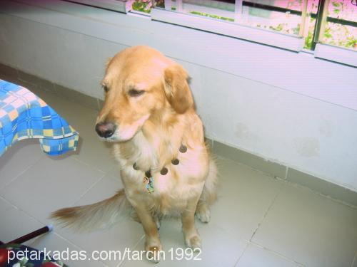 tarçın Erkek Golden Retriever