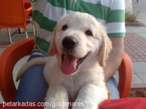 ares Erkek Golden Retriever