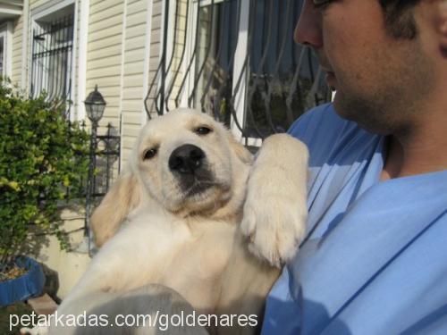 ares Erkek Golden Retriever