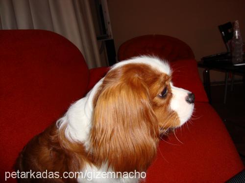 nacho Erkek Cavalier King Charles Spanieli