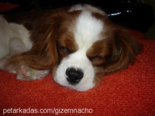 nacho Erkek Cavalier King Charles Spanieli