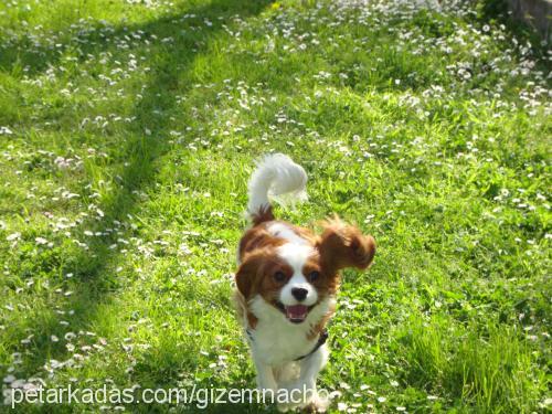 nacho Erkek Cavalier King Charles Spanieli