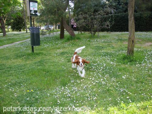 nacho Erkek Cavalier King Charles Spanieli