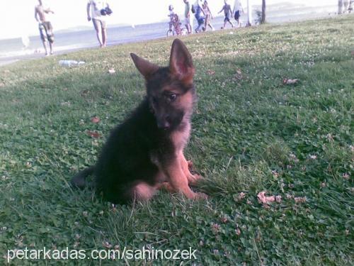 hades Erkek Alman Çoban Köpeği