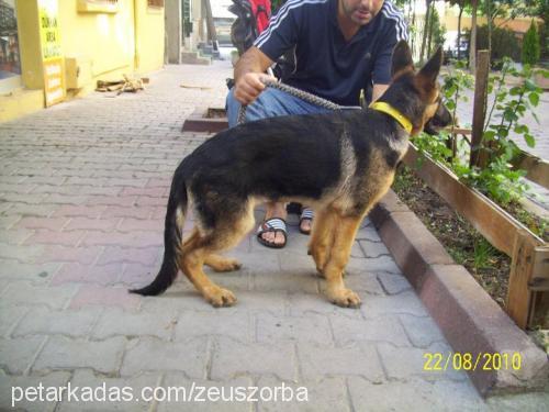 zeus Erkek Alman Çoban Köpeği