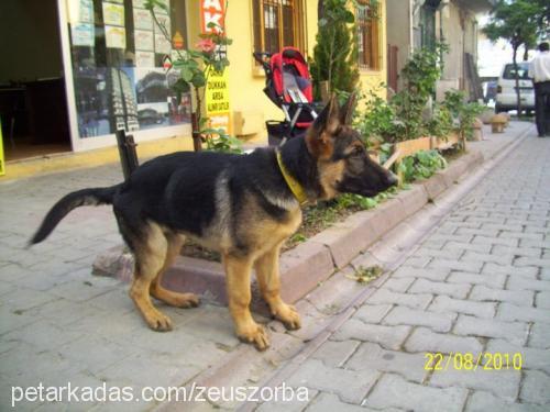 zeus Erkek Alman Çoban Köpeği