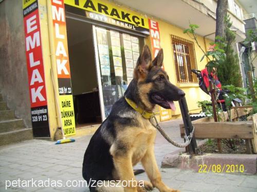 zeus Erkek Alman Çoban Köpeği