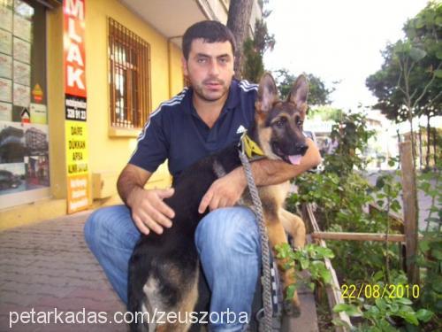 zeus Erkek Alman Çoban Köpeği