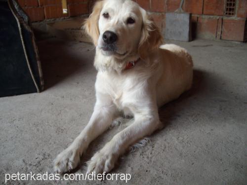 lucky Dişi Golden Retriever