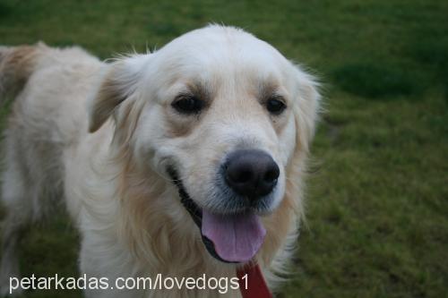 barny Erkek Golden Retriever