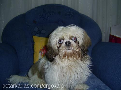 Şakra Dişi Shih-Tzu