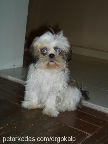 Şakra Dişi Shih-Tzu