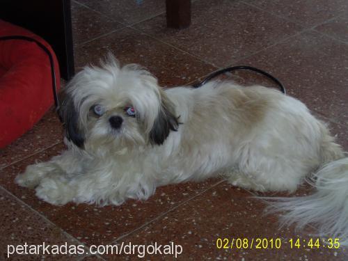 Şakra Dişi Shih-Tzu