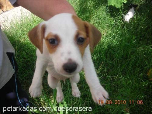 dilber Dişi Jack Russell Terrier