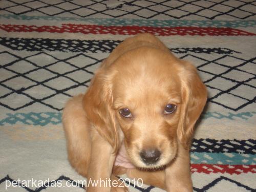 köfte Dişi Amerikan Cocker Spaniel