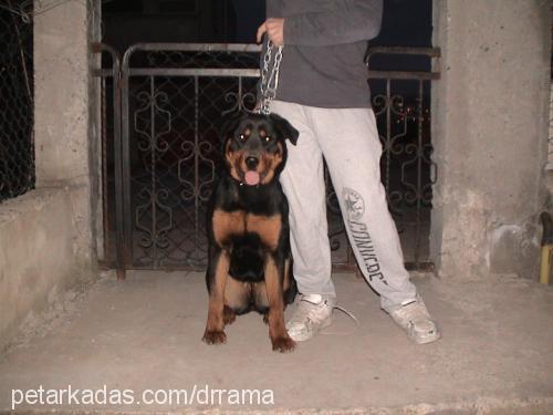 raŞa Dişi Rottweiler