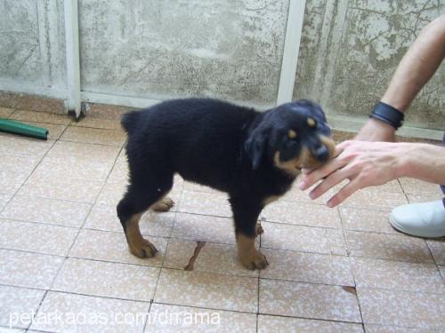 raŞa Dişi Rottweiler