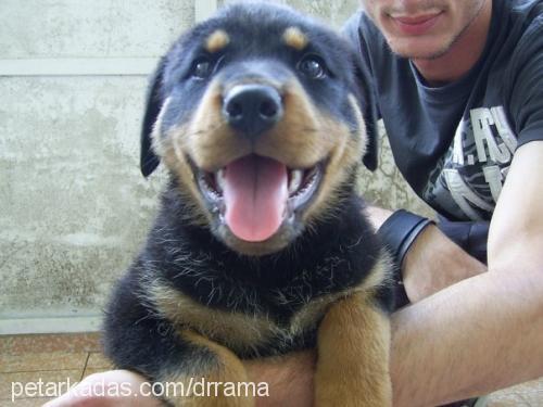 raŞa Dişi Rottweiler