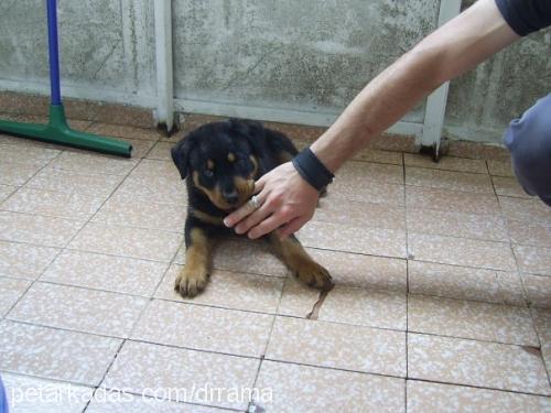 raŞa Dişi Rottweiler