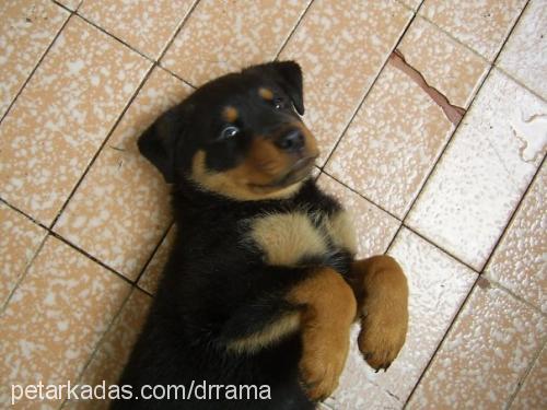 raŞa Dişi Rottweiler