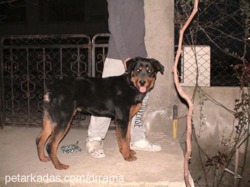 raŞa Dişi Rottweiler