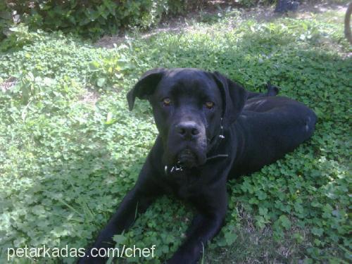 absent Erkek Cane Corso Italiano