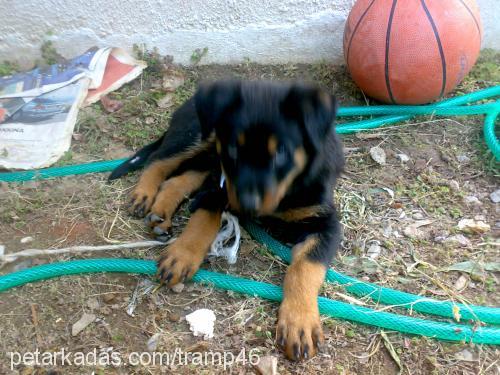 daisy Dişi Rottweiler