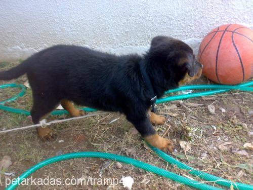 daisy Dişi Rottweiler