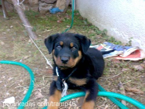 daisy Dişi Rottweiler