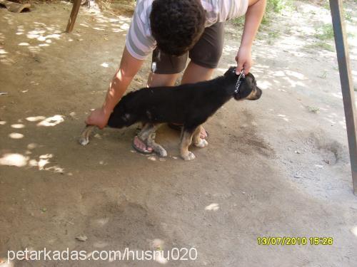 paŞa Erkek Alman Çoban Köpeği