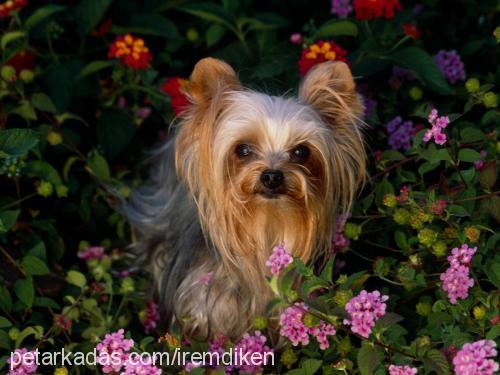 rexi Erkek Yorkshire Terrier