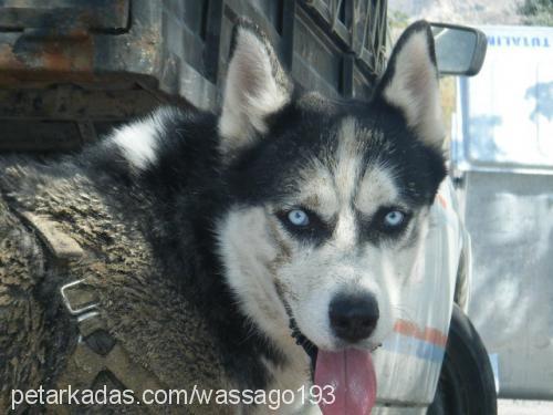 reİs Erkek Sibirya Kurdu (Husky)