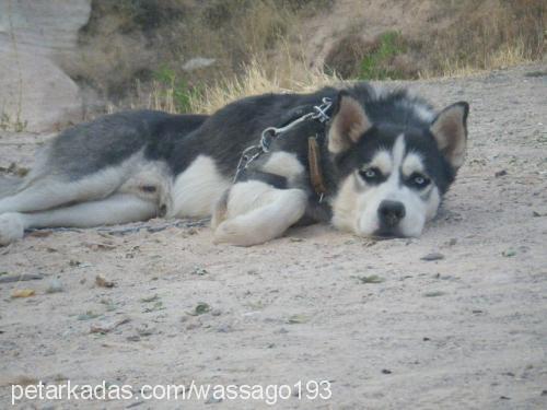 reİs Erkek Sibirya Kurdu (Husky)