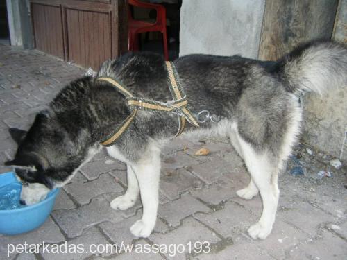 sera Dişi Sibirya Kurdu (Husky)