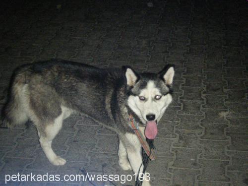 sera Dişi Sibirya Kurdu (Husky)