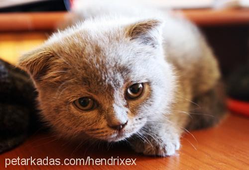 dilber Dişi Scottish Fold