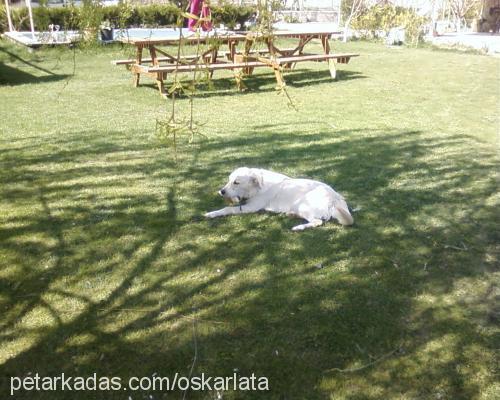 oskar Erkek Golden Retriever