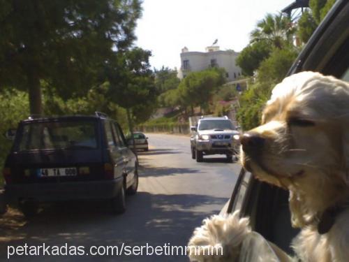 brandy Dişi Amerikan Cocker Spaniel