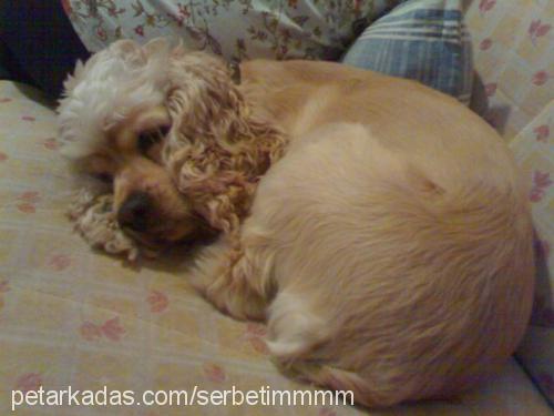 brandy Dişi Amerikan Cocker Spaniel