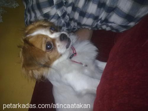 maya Dişi Cavalier King Charles Spanieli