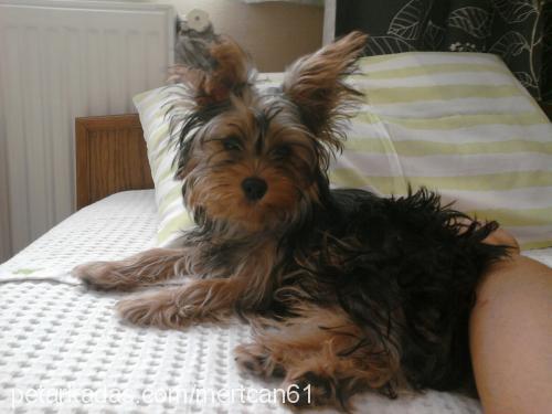 tyson Erkek Yorkshire Terrier