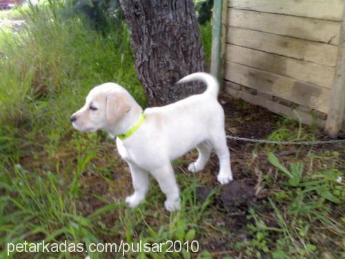 pulsar Erkek Labrador Retriever