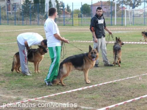 sg1maffeyvonder Erkek Alman Çoban Köpeği