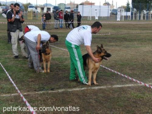 sg1maffeyvonder Erkek Alman Çoban Köpeği